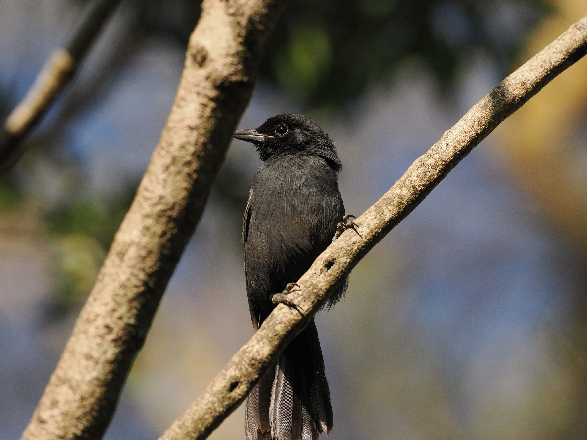 Slate-colored Boubou (Laniarius funebris), photo 5
