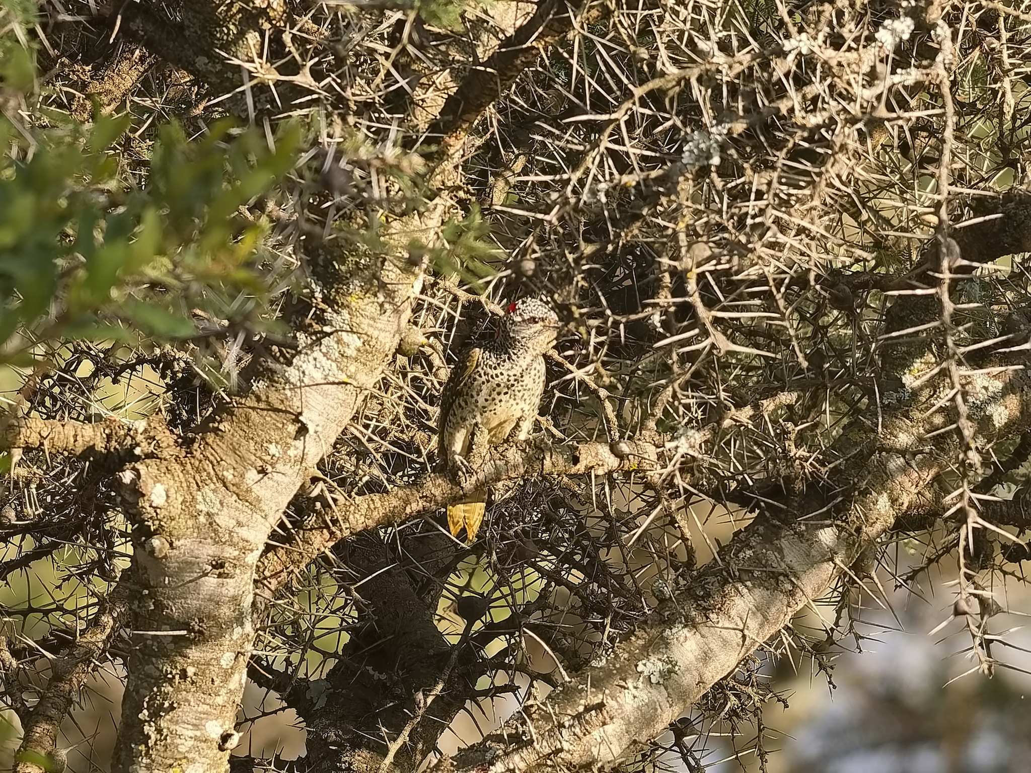 Nubian Woodpecker (Campethera nubica), photo 1