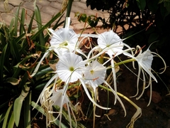 Hymenocallis