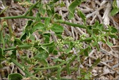 Cryptocarpus pyriformis