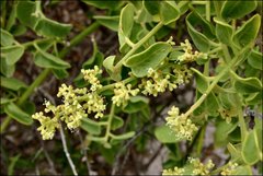 Cryptocarpus pyriformis