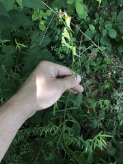 Linaria vulgaris