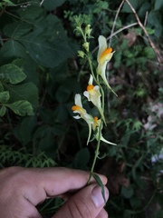 Linaria vulgaris
