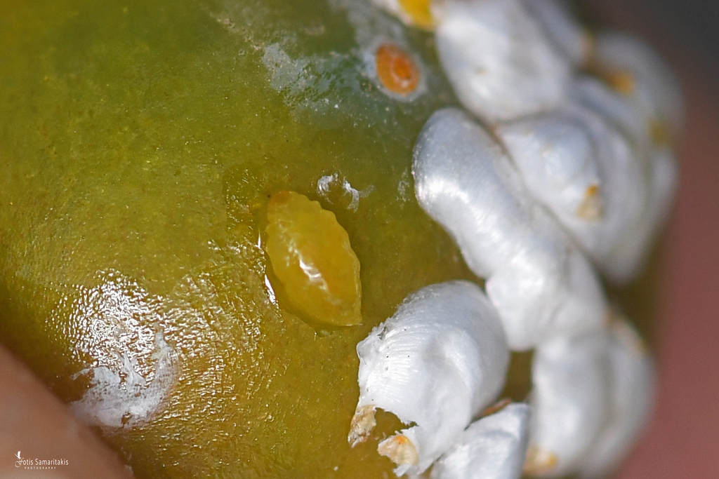 Lineaspis