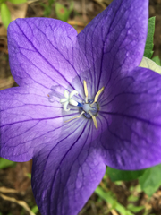 Platycodon grandiflorus