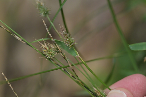 Image of Echinopogon ovatus by (c) Christopher Stephens, some rights reserved (CC BY-SA)