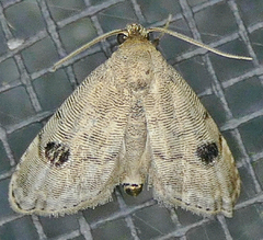 Abablemma brimleyana