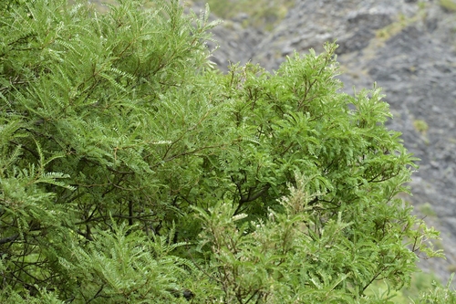 Sophora molloyi observed 2025-01-11