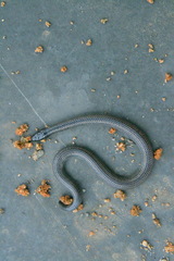 Uropeltidae