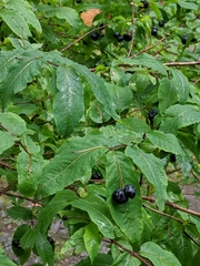 Lonicera nigra