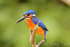 Alcedo meninting