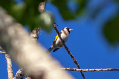 Carduelis carduelis