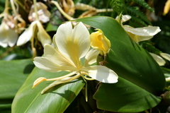 Yellow Ginger Lily (Hedychium flavescens)
