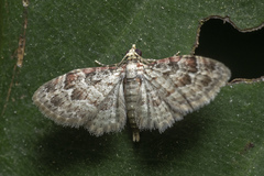 Bosara emarginaria