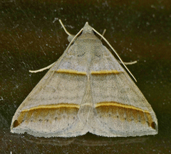 Ptichodis vinculum