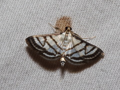 Ravanoa xiphialis