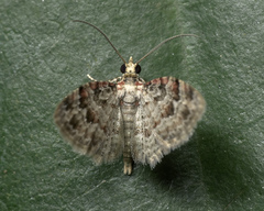 Bosara emarginaria