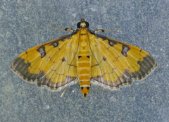 Ategumia ebulealis