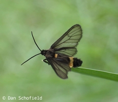 Psichotoe duvaucelii