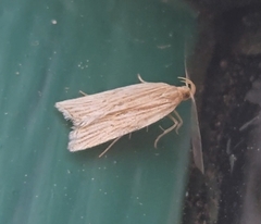 Helcystogramma hystricella