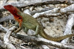 Microlophus delanonis