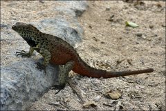 Microlophus delanonis