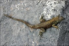 Microlophus delanonis