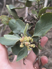 Garrya lindheimeri, photograph Wendy A, CC0, iNaturalist via GBIF