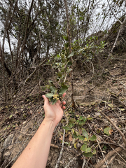 Garrya lindheimeri, photograph Wendy A, CC0, iNaturalist via GBIF