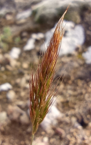 Trisetaria loeflingiana, 2025-03-24