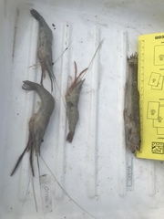 Macrobrachium acanthurus