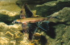 Mediterranean Flyingfish photo 4