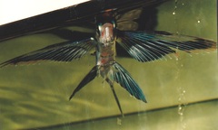 Mediterranean Flyingfish photo 5