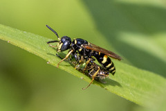 Philanthus bilunatus