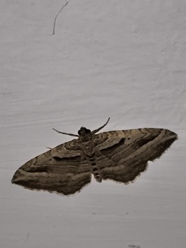 Costaconvexa polygrammata