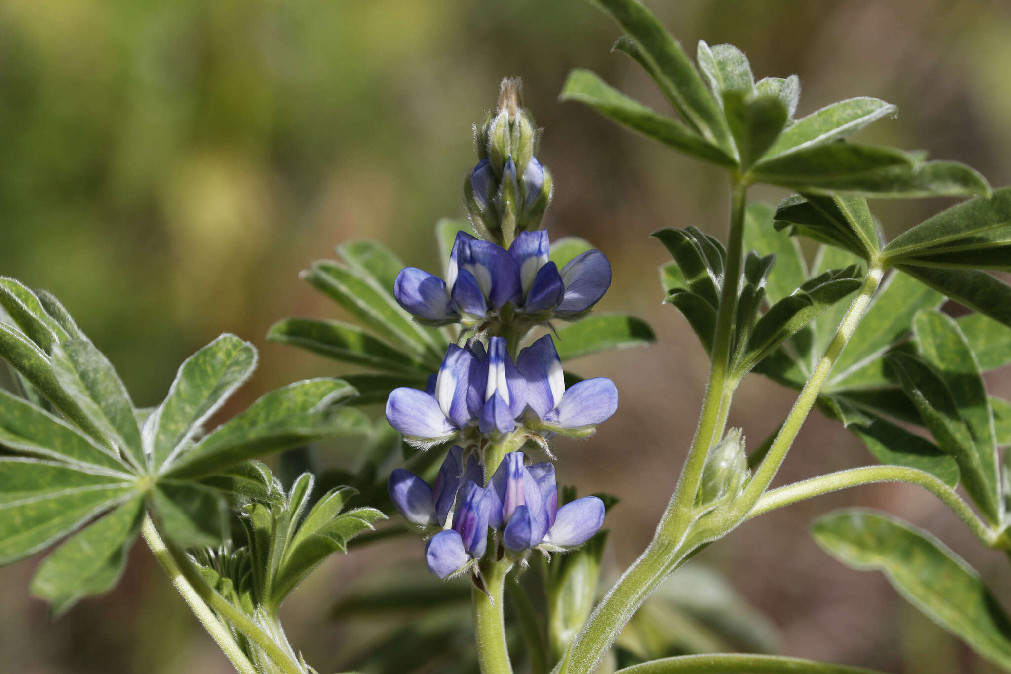 Lupinus cosentinii