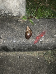 Lissachatina fulica