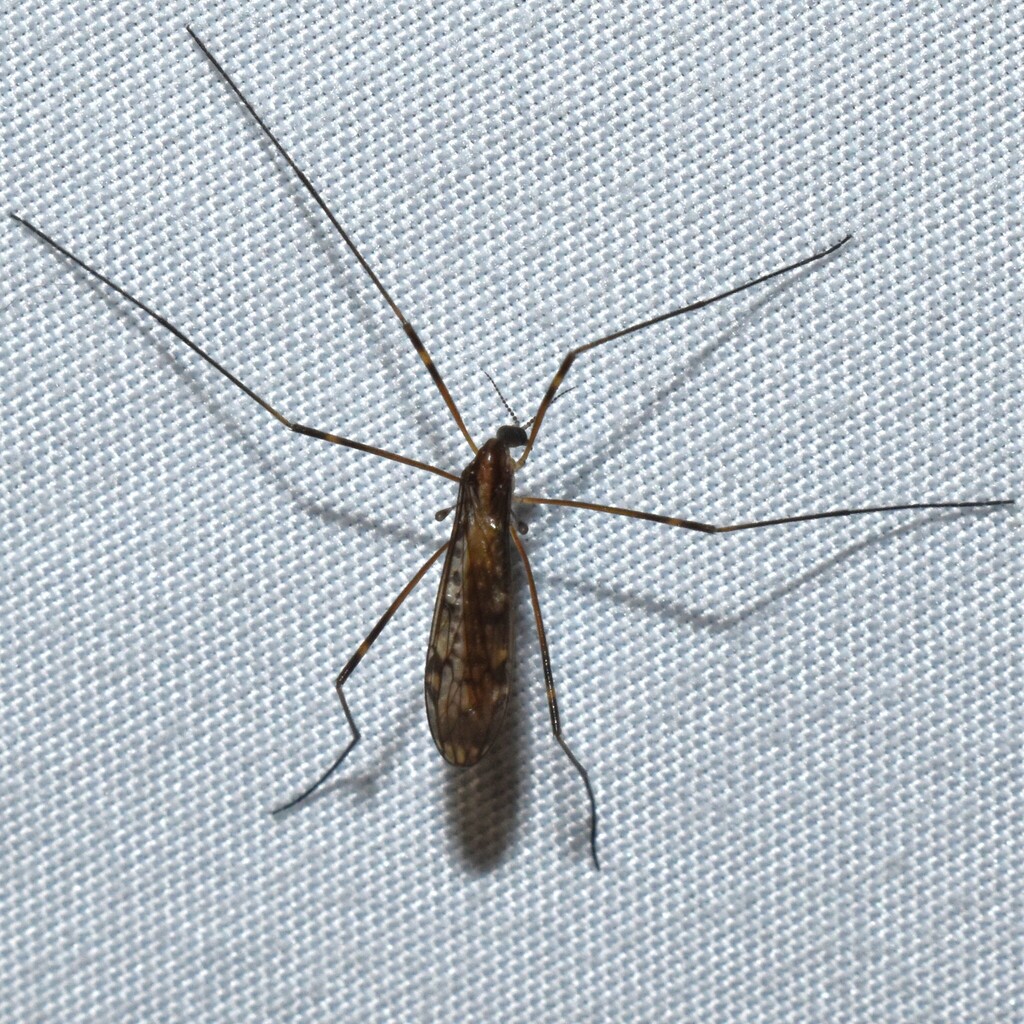 Metalimnobia fallax