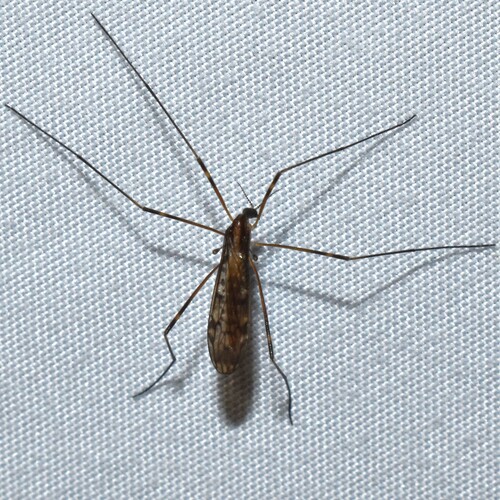Metalimnobia fallax