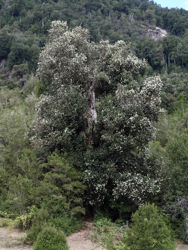 Image of Eucryphia cordifolia by (c) Wolfgang Jauch, some rights reserved (CC BY)