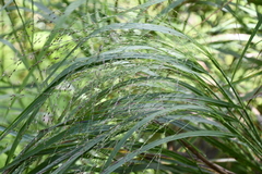 Glyceria elata