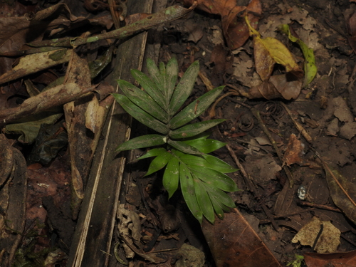Prestoea decurrens, photograph 3