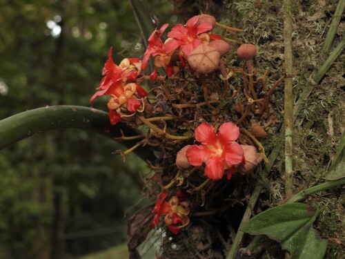Theobroma (Theobroma simiarum)