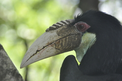 Rhyticeros undulatus