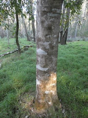 Acronychia oblongifolia