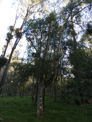 Acronychia oblongifolia