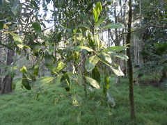Acronychia oblongifolia