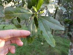 Acronychia oblongifolia