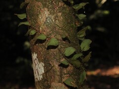 Microgramma tecta, photograph geosesarma, CC BY, iNaturalist via GBIF