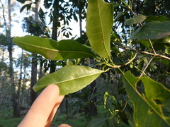 Acronychia oblongifolia